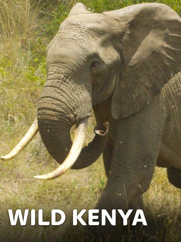 Wild Kenya