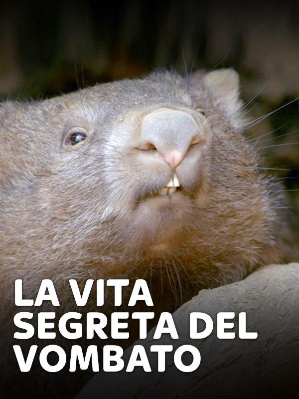 La vita segreta del vombato
