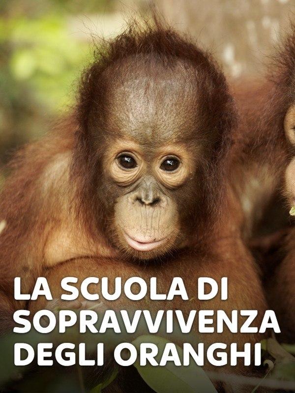 La scuola di sopravvivenza degli oranghi La scuola di sopravvivenza degli oranghi