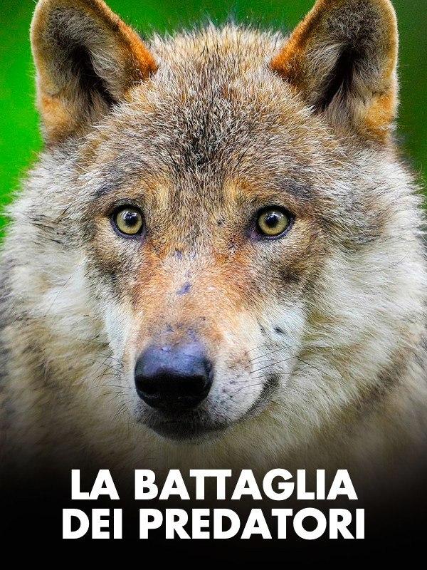 La battaglia dei predatori