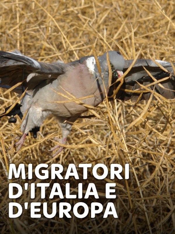 Migratori d’Italia e d’Europa Migratori d’Italia e d’Europa