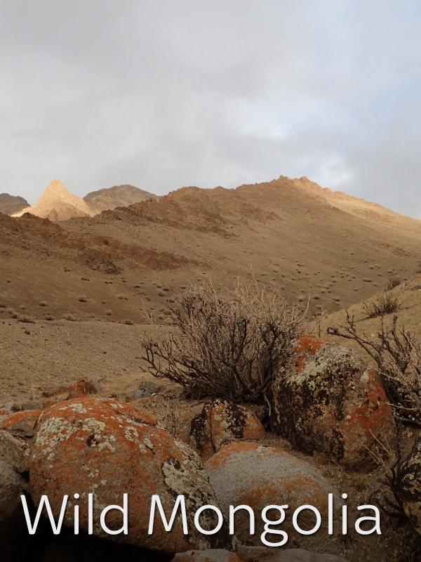 Meraviglie d’oriente: Wild Mongolia