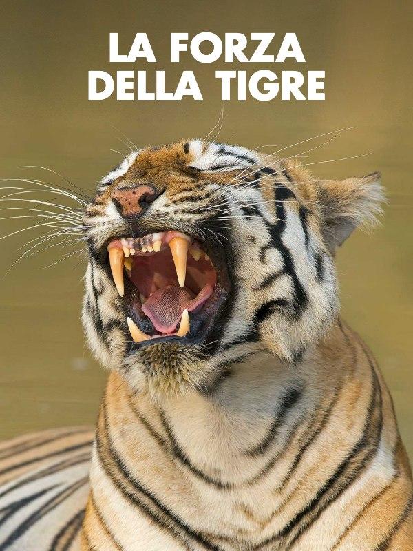 La forza della tigre