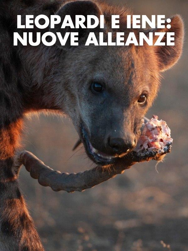 Leopardi e iene: nuove alleanze