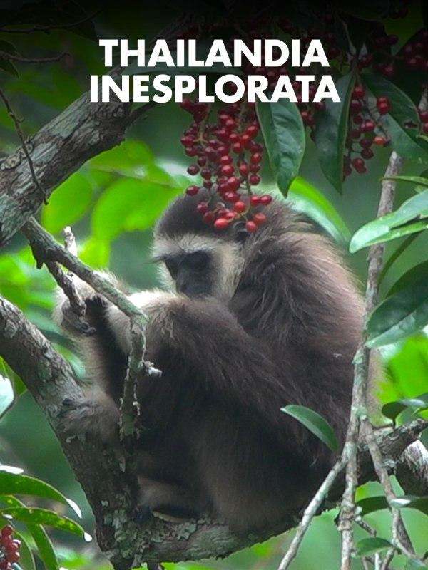 Thailandia inesplorata Thailandia inesplorata