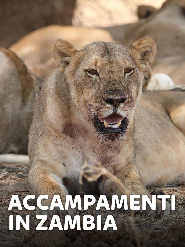Accampamenti in Zambia – Mondo e Tendenze – skynature.it