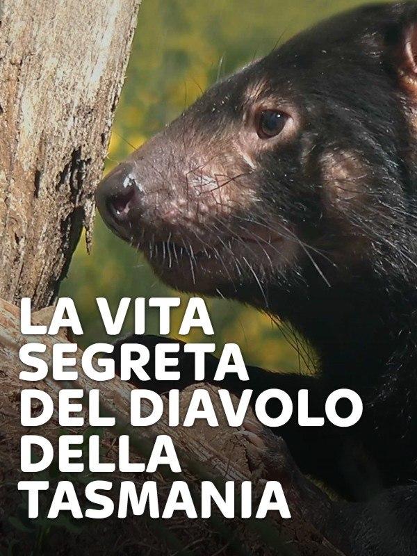 La vita segreta del Diavolo della Tasmania – Mondo e Tendenze – skynature.it