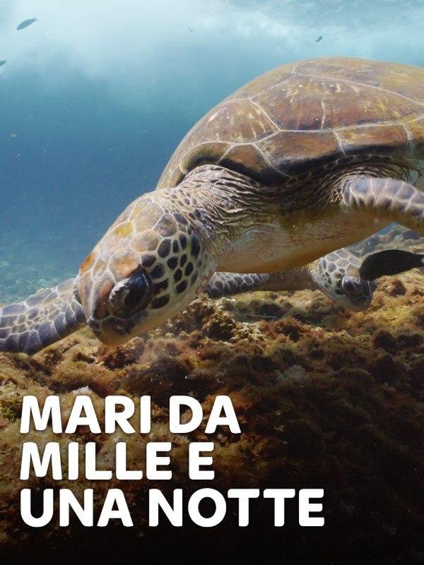 Mari da mille e una notte – Mondo e Tendenze – skynature.it