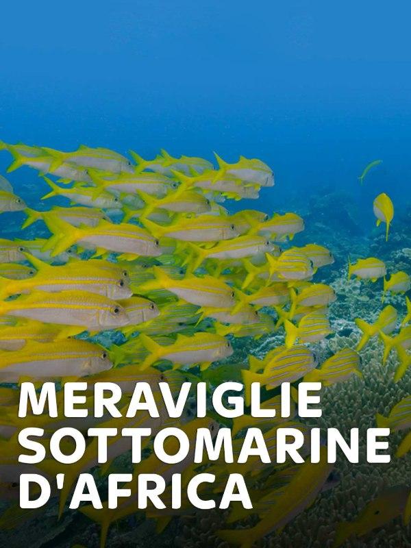 Meraviglie sottomarine d’Africa – Mondo e Tendenze – skynature.it