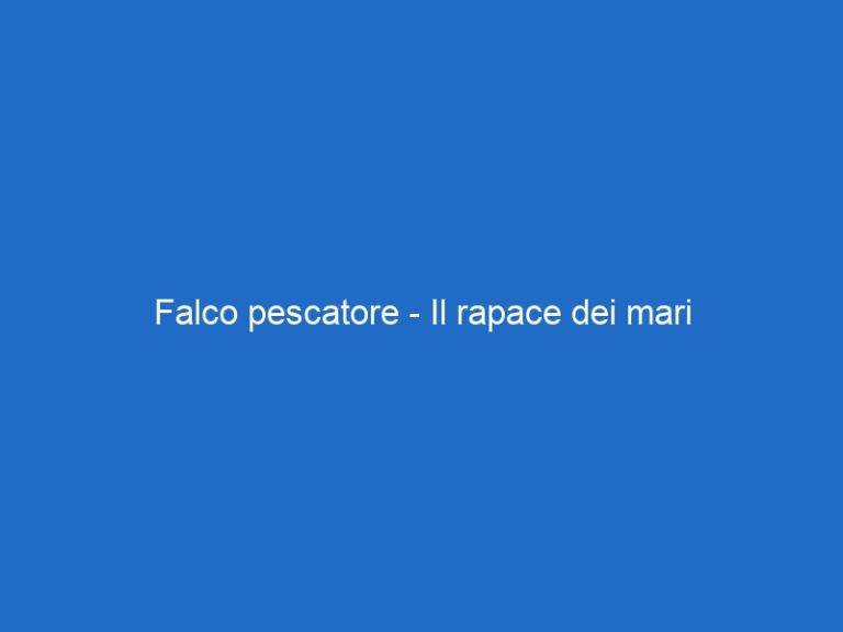 Falco pescatore – Il rapace dei mari