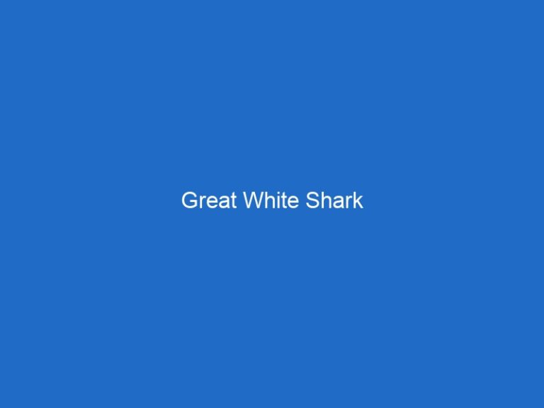 Great White Shark